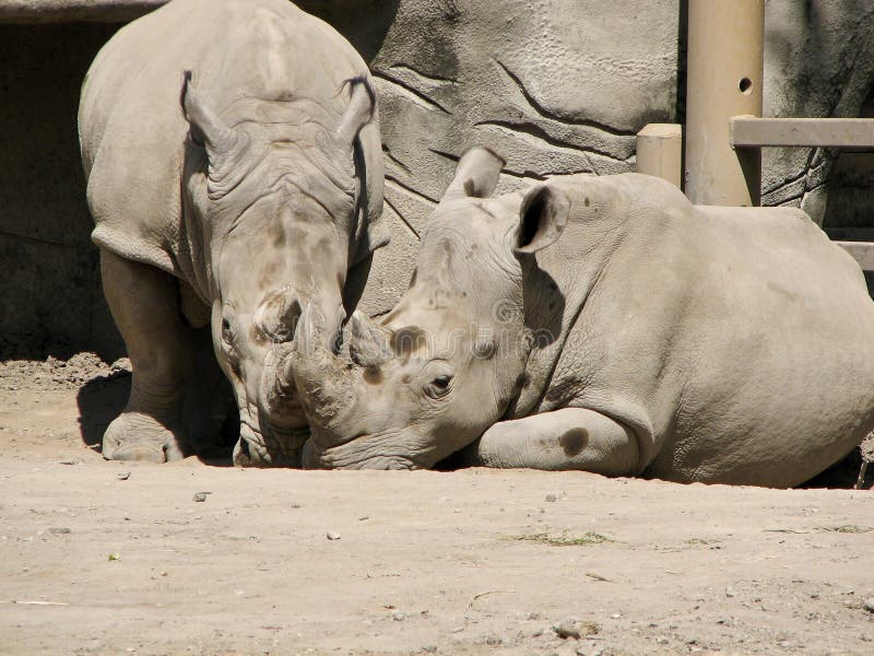 Two young male rhinos nuzzling in their enclosure. Two young male rhinos nuzzling in their enclosure