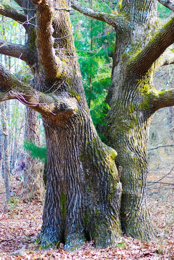 Twin Trees Connected for Life Stock Photo Image of next, forest