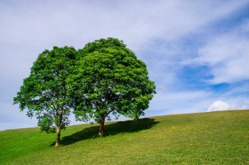 Twin trees on green hill stock photo. Image of nature 142427976
