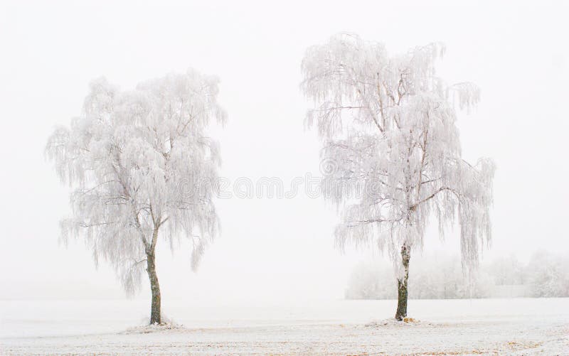 Twin Trees at Winter Time royalty free stock image Twin Trees at Winter Time royalty free stock image