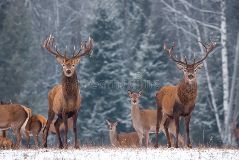 Twins.Stunning Image Of Two Deer Male Cervus Elaphus Against Winter Birch Forest And Fuzzy Silhouettes Of The Herd: One Stag C