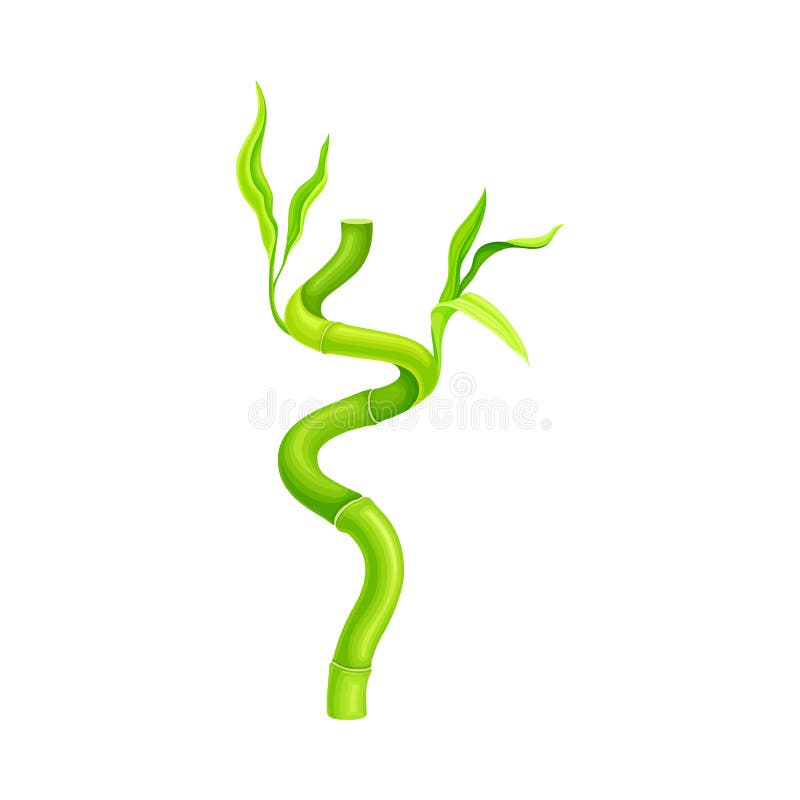 Bamboo stick with hollow stem and green foliage Vector Image