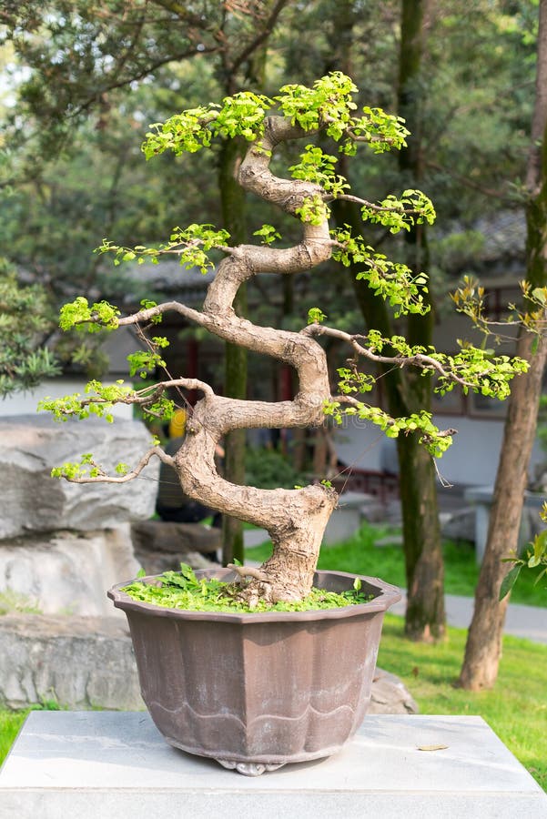 Twisted Bonsai Pine Tree in a Pot Against a Grey Wall Stock Image