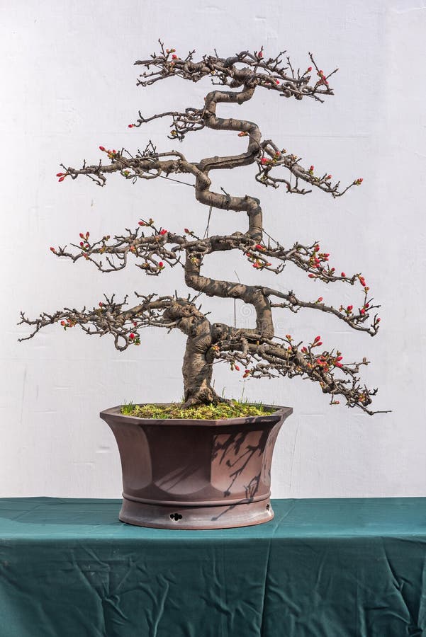 Twisted Bonsai Pine Tree in a Pot Against a Grey Wall Stock Image