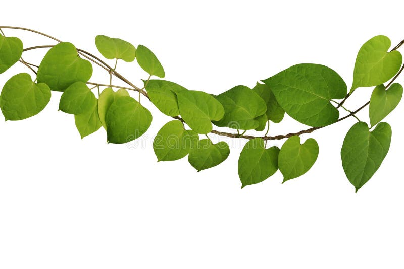 Twisted  jungle vine climbing plant with heart shaped green yellow leaves isolated on white background with clipping path, Cowslip