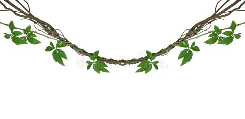 Twisted jungle vines with green leaves of wild morning glory liana plant isolated on white background, clipping path included.