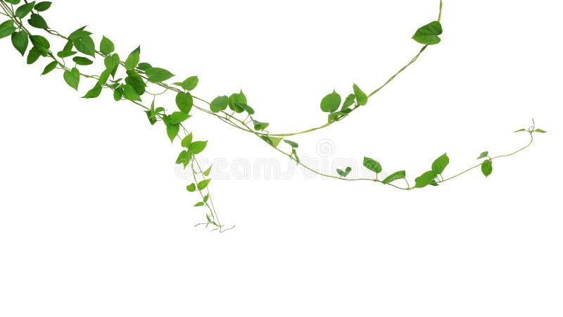Twisted jungle vines liana climbing plant with heart shaped green leaves hanging, nature frame layout isolated on white background