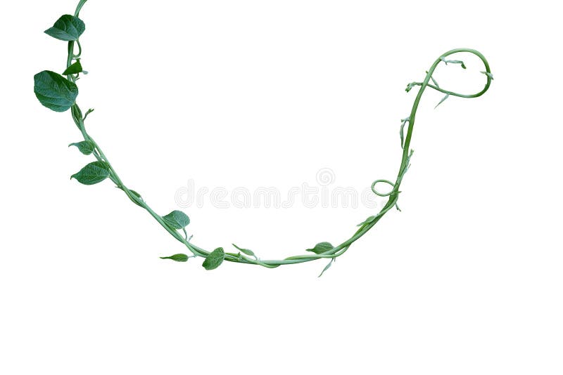 Twisted jungle vines liana plant with green leaves isolated on w