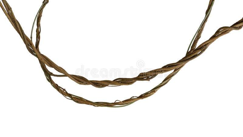 Twisted jungle vines, tropical rainforest liana plant isolated on whithe background, clipping path included