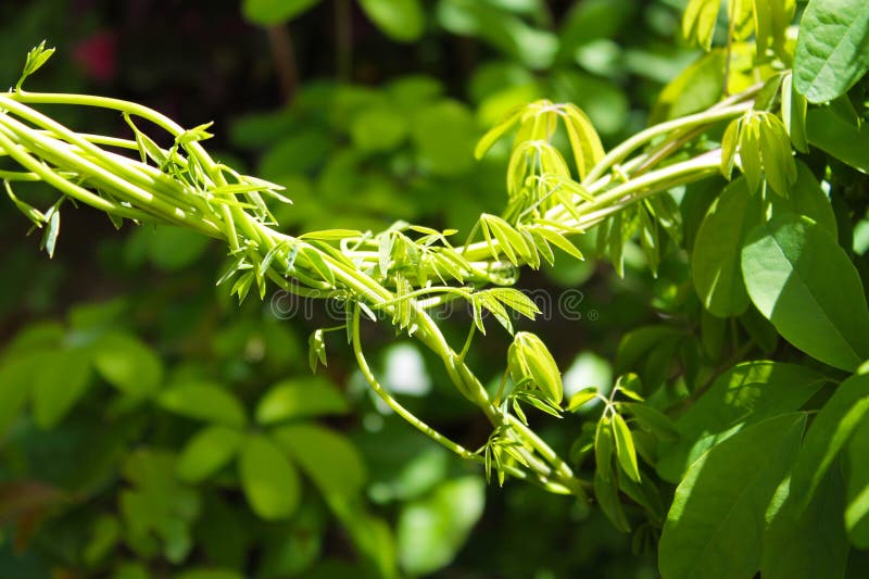Twisted Vines Close Up stock image. Image of plants, hiking 87041301