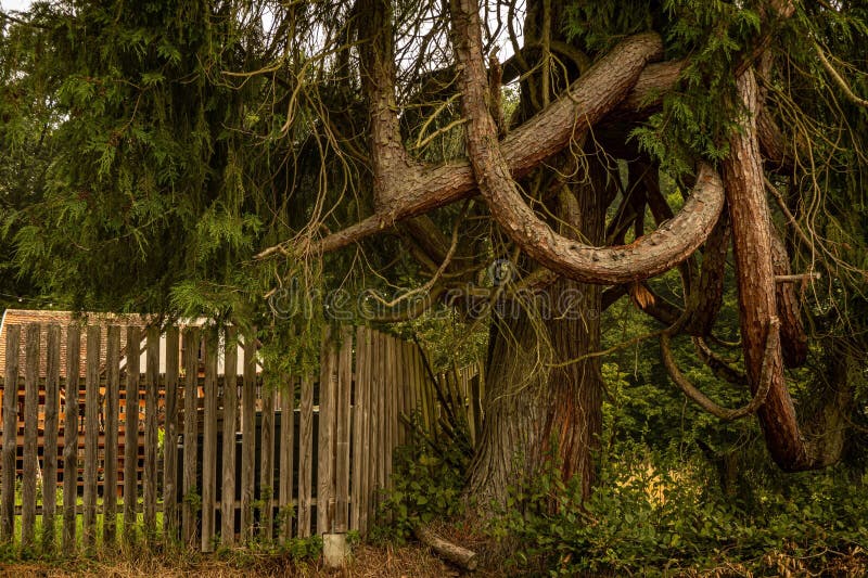 Twisted Pine Branches by a Fence Spessart Region arkivfoton