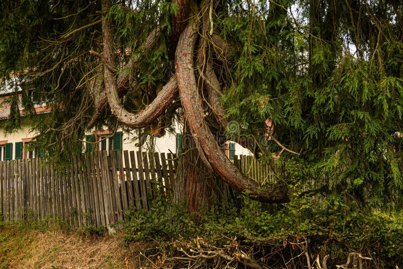 Twisted Pine Front of a House Fence fotografering för bildbyråer