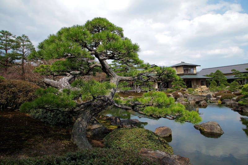 Twisted pine tree beside pond of zen garden