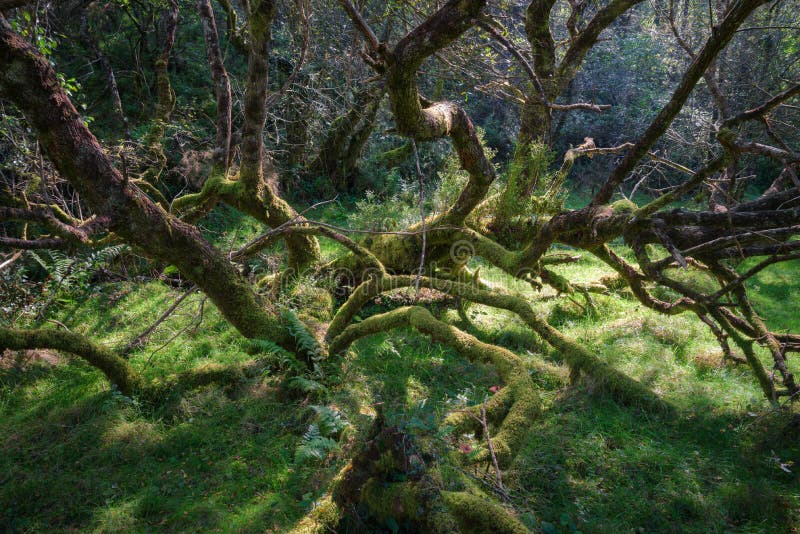 Twisted tangle of mossy tree trunks