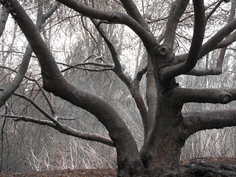 twisted tree