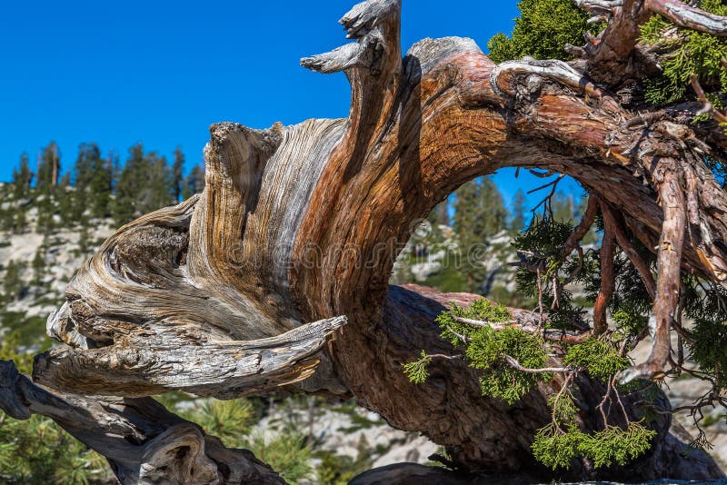 Twisted tree at Yosemite National Park