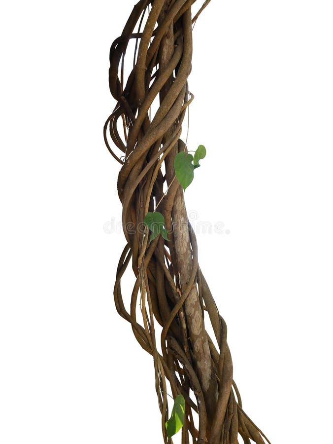 Twisted wild liana jungle vines plant growing on tree branch iso