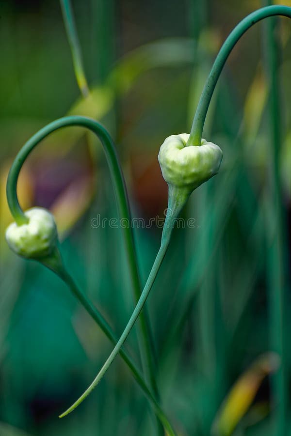 Twisting onion stems. stock image. Image of background 129178975