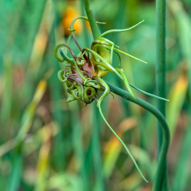 Twisting onion stems. stock photo. Image of focus, green 129179212