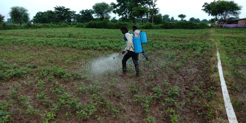 Indian village farmers spraying fertilizer around agriculture field
