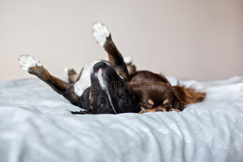 Two Adorable Dogs Sleeping Together on the Bed Stock Photo Image of