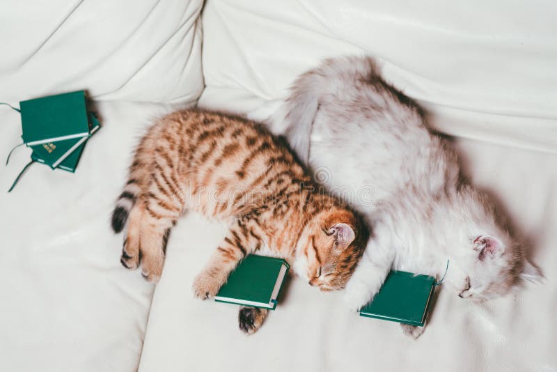 Two adorable little cats are tired and sleeping after reading the books. Top view royalty free stock photos Two adorable little cats are tired and sleeping after reading the books. Top view royalty free stock photos