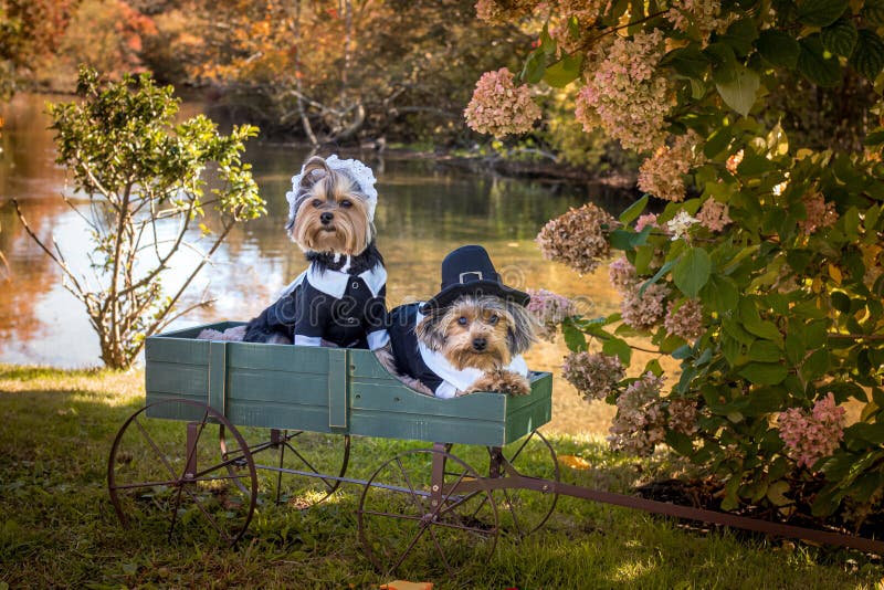 Two little Yorkshire terrier dogs dressed as Pilgrims sitting in a green wooden wagon near a river in fall setting. One dog resting. Happy Thanksgiving. Two little Yorkshire terrier dogs dressed as Pilgrims sitting in a green wooden wagon near a river in fall setting. One dog resting. Happy Thanksgiving.