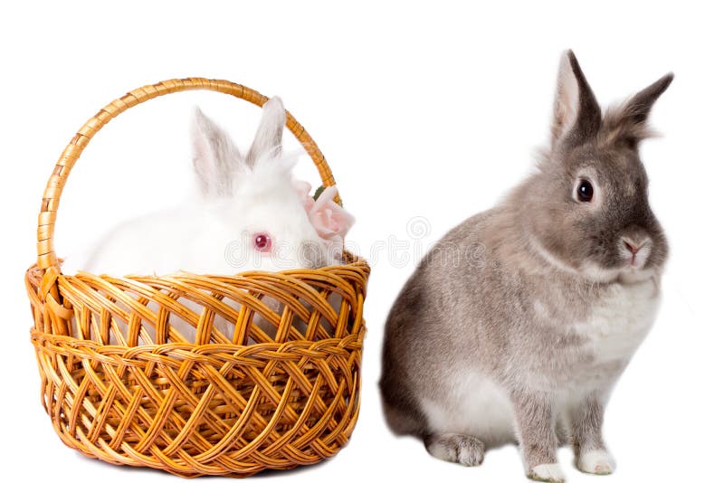 Two adorable pet rabbits side by side on a white background with an alert grey rabbit sitting up and a white one sitting in a wicker basket