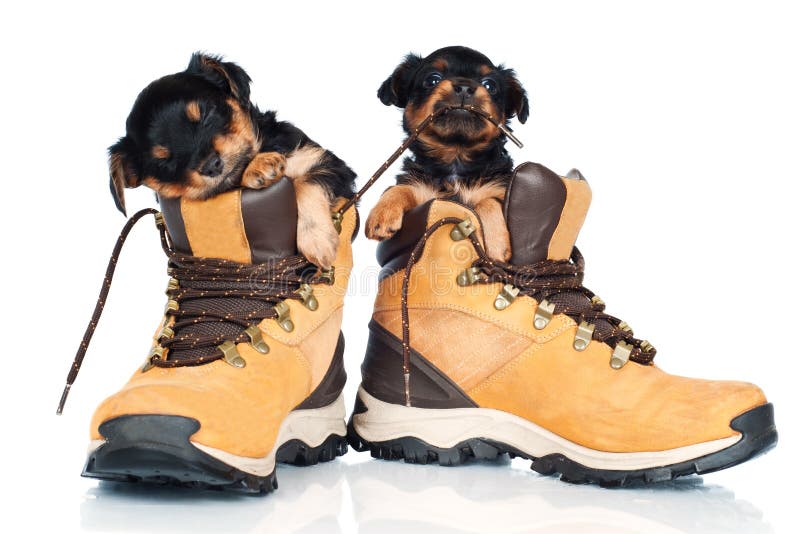 Two Adorable Puppies Inside The Boots Stock Image Image 29489763