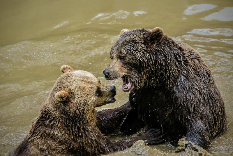 Two Adult Brown Bears, Ursus Arctos, Messing Around in Muddy Water Stock  Photo - Image of brown, playing: 135930784