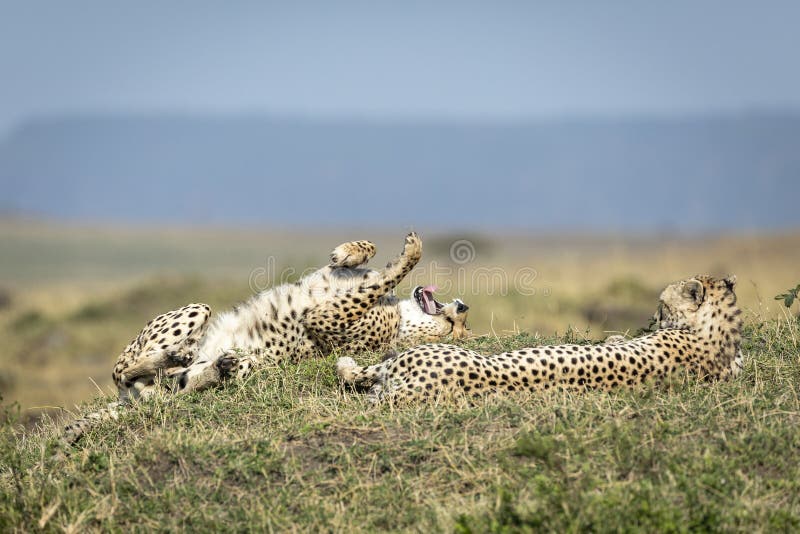 Two adult cheetah brothers resting on green grass in Masai Mara in Kenya royalty free stock photo