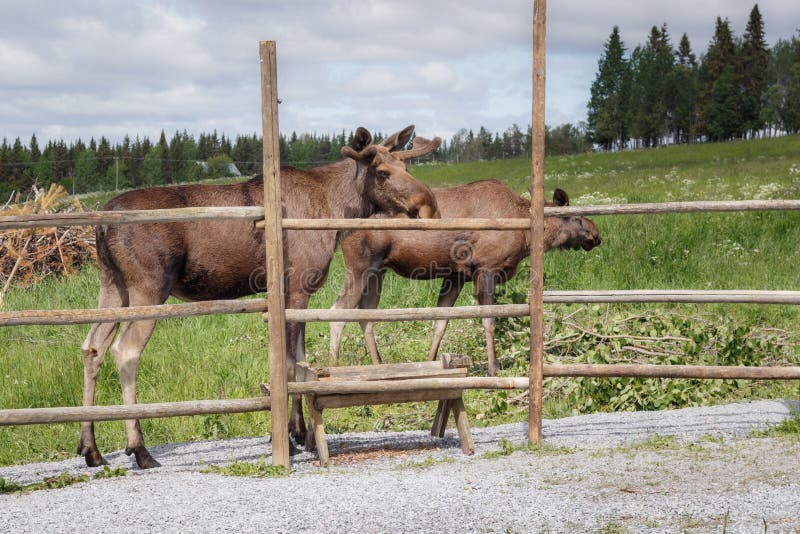 Two adult elks stock photo. Image of norrland, jacurren