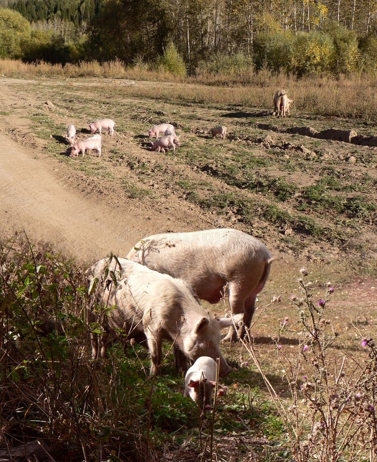 Due adulti suini e suinetti alimentati su un prato.