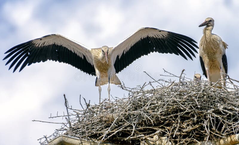 Two adult storks guard their nest with baby stork.