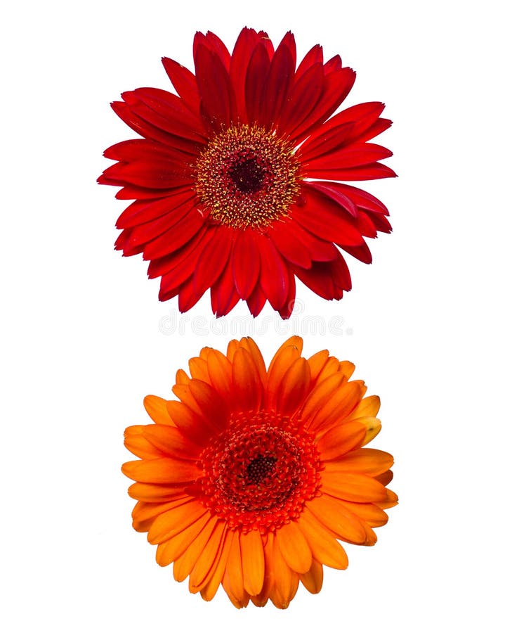 Two african daisies