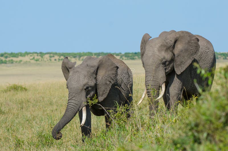 Two African elephants