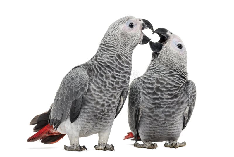 Two African Grey Parrot (3 months old) pecking royalty free stock photos