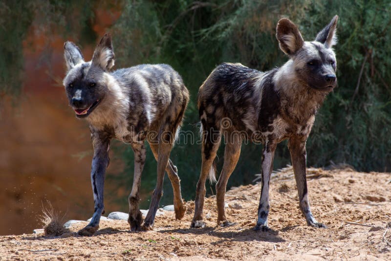 Two African wild dogs Lycaon pictus looking around while hunting in the dry ground