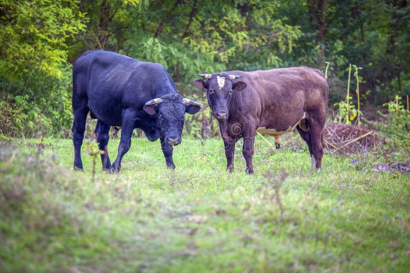 Aggressive Bulls Staring at Camera at the Farm Stock Photo Image of