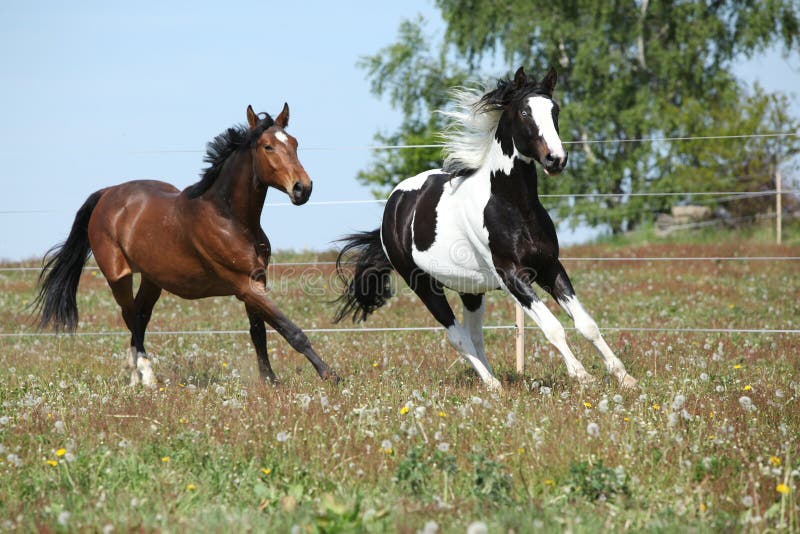 Two Amazing Horses Running on Spring Pasturage Stock Photo Image of
