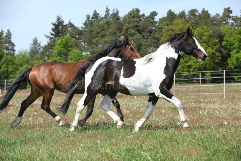 Two Quarter Horses Running Together in Spring Stock Photo Image of