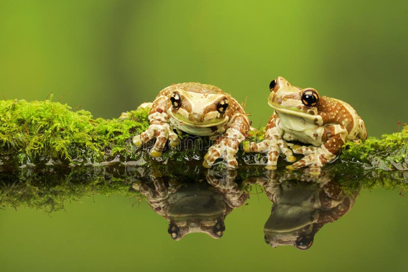 Due poco amazzonia rane sul muschioso login riflessione piscina.