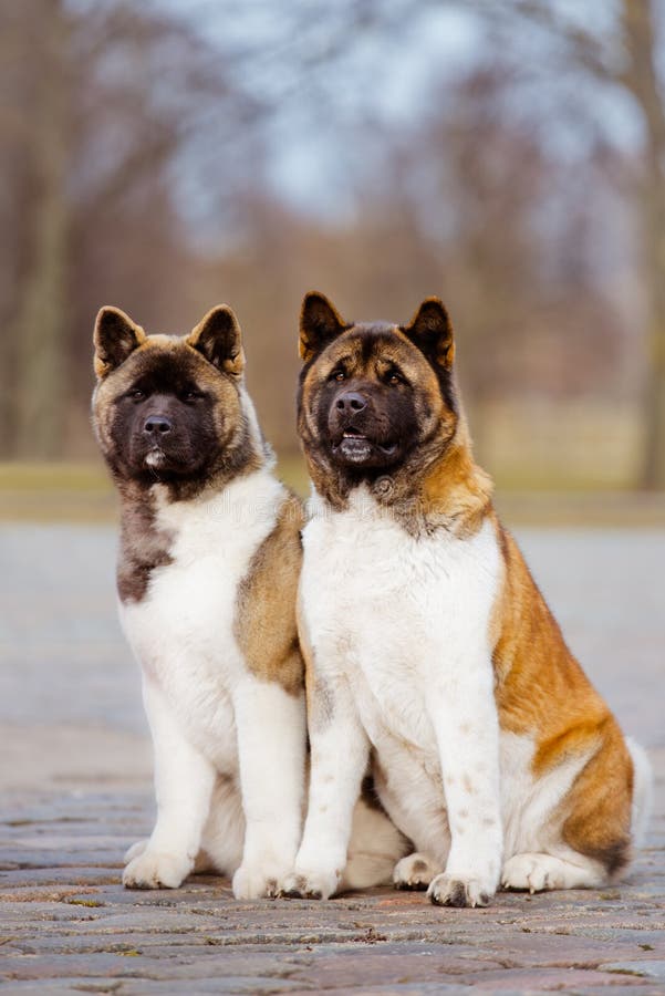 Two American akita dogs outdoors