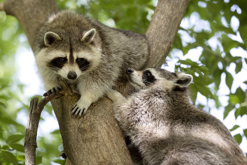 Two Raccoons stock photo. Image of masks, green, background - 16514358