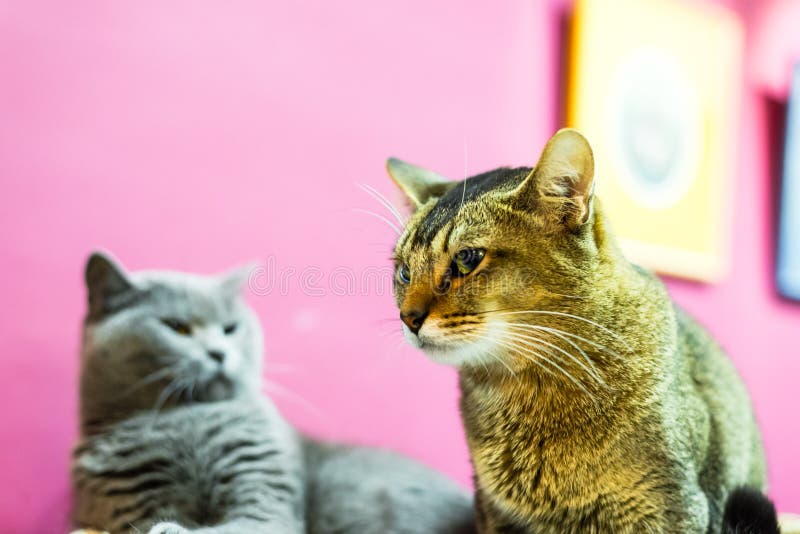 34,664 Angry Cat Stock Photos - Free & Royalty-Free Stock Photos from  Dreamstime