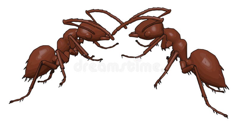 Two black ants's fighting stock vector. Illustration of macro - 7846835