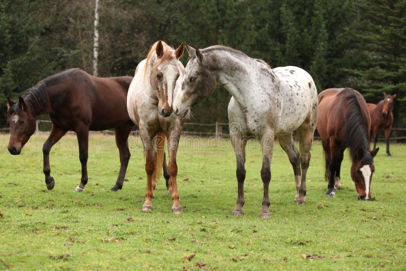 557 Appaloosa Horses Stock Photos - Free & Royalty-Free Stock Photos from  Dreamstime