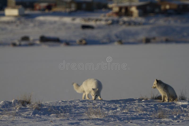 Two Arctic foxes playing and hunting near a den in spring royalty free stock image Two Arctic foxes playing and hunting near a den in spring royalty free stock image