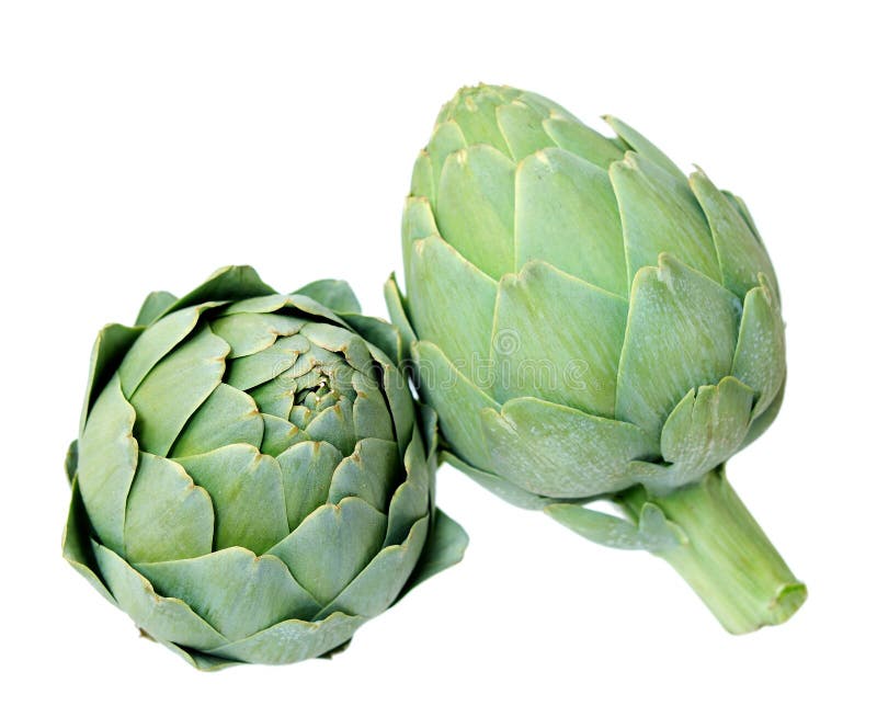 Artichokes Isolated on White Stock Photo Image of green, sharp 22583988