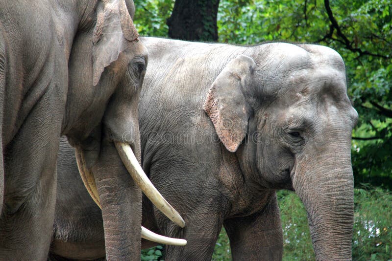 Two asian elephants hugging